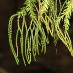 Huperzia phlegmaria Fruto