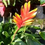 Vriesea carinata 花