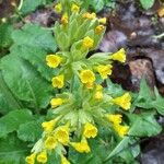 Primula veris অভ্যাস