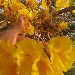 Tabebuia aureaFleur