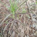 Plantago arenaria Blad