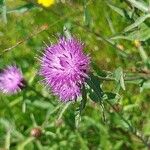 Centaurea nigraКветка