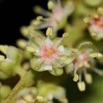 Cupaniopsis macrocarpa Λουλούδι