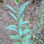 Osyris lanceolata Leaf