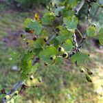 Crataegus marshallii عادت