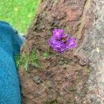 Verbena bipinnatifida Λουλούδι