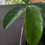 Jasminum sambac Leaf