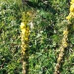 Verbascum nigrumΛουλούδι