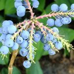 Berberis aquifolium Fruto