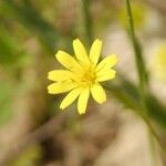 Crepis micrantha Λουλούδι