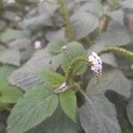 Heliotropium indicum 花