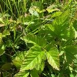 Rubus saxatilis برگ