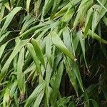 Pseudosasa japonica 叶