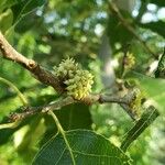 Quercus acutissima Квітка