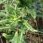 Cirsium serrulatum