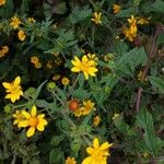 Sclerocarpus divaricatus Flor