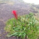 Pitcairnia spicata Hedelmä