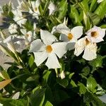 Mandevilla laxa Flower
