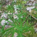 Galium aristatum Habit