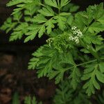 Chaerophyllum procumbens Blatt