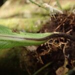 Asplenium africanum Leaf