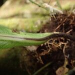 Asplenium africanum Lehti