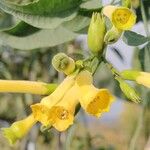 Nicotiana glaucaFlor