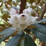 Rhododendron arizelum Flower