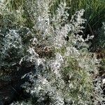 Artemisia maritima Leaf