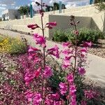 Penstemon parryi برگ