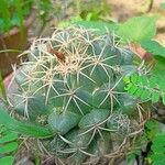 Coryphantha elephantidens Кара