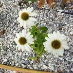 Echinacea pallida Blüte