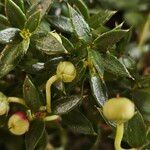 Gaultheria mucronata Folha