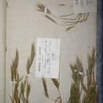 Festuca fasciculata 其他