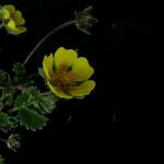 Potentilla argyrophylla Natur