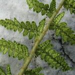 Dryopteris villarii Fulla