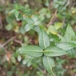 Phillyrea latifolia Ліст