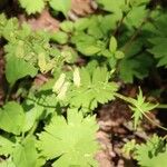 Aconitum gigas