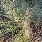 Muhlenbergia capillaris Лист