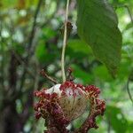 Monodora myristica Flower