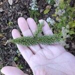 picea glaucaLeaf