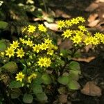 Aichryson divaricatum Flower