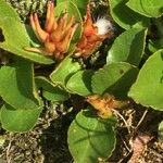 Salix herbacea Облик