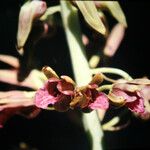 Eulophia alta Flor