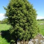 Juniperus communis Habitus