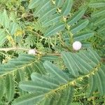 Mimosa pigra Foglia