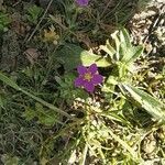 Spergularia purpurea Blüte