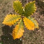 Quercus canariensis Leaf