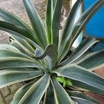 Agave demeesteriana Blatt