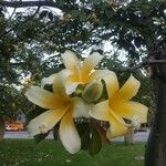 Ceiba insignis Fiore